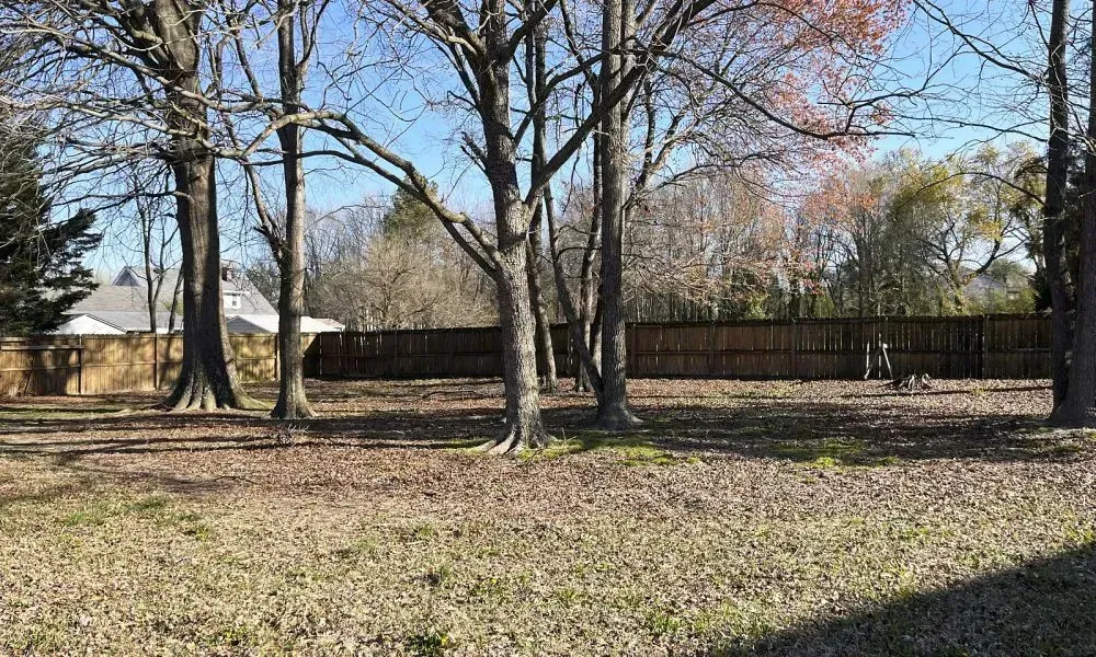 A big clean area surrounded by long trees is fall cleanup very professionally by using the leaf