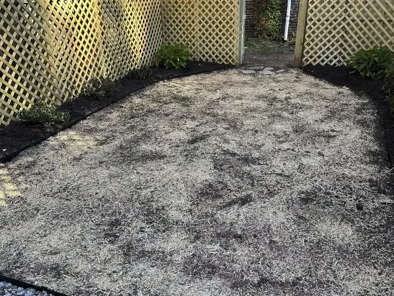A narrow lawn area with a boundary wall and some green and dead rough grass along with some pebbles