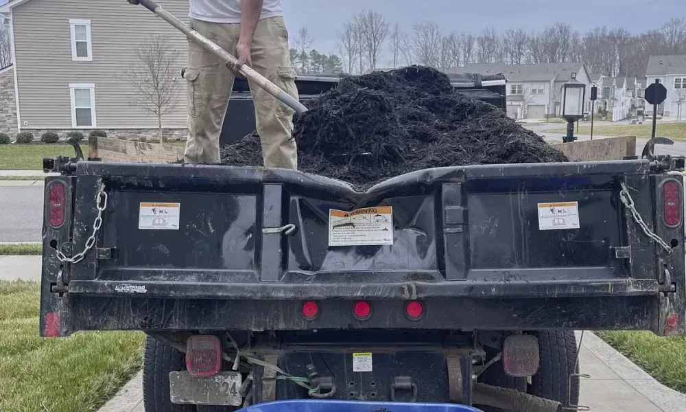 A professional worker is unloading the mulch from a loading vehicle to a mulch installation site