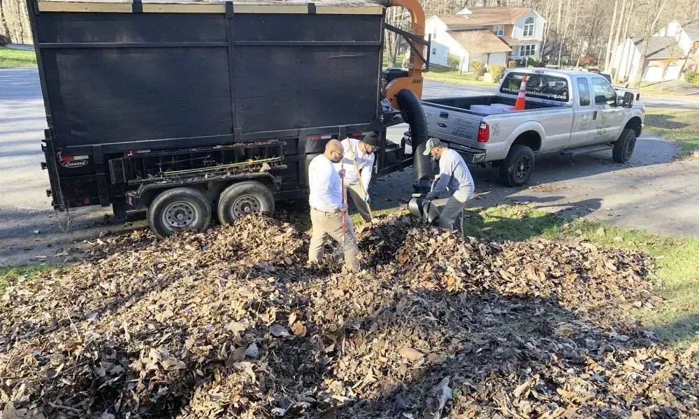 A team of professionals with a sucking machine and loader vehicle doing leaf cleanup at a site