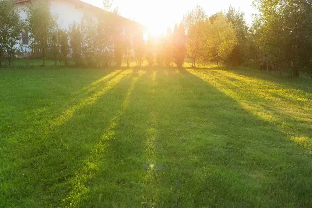 Best Grass Types For Clay Soil