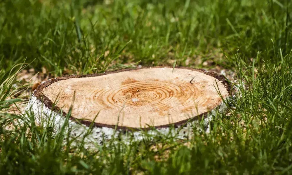 Closeup and clear shot of a tree stump with thick natural grass all around it shining under the