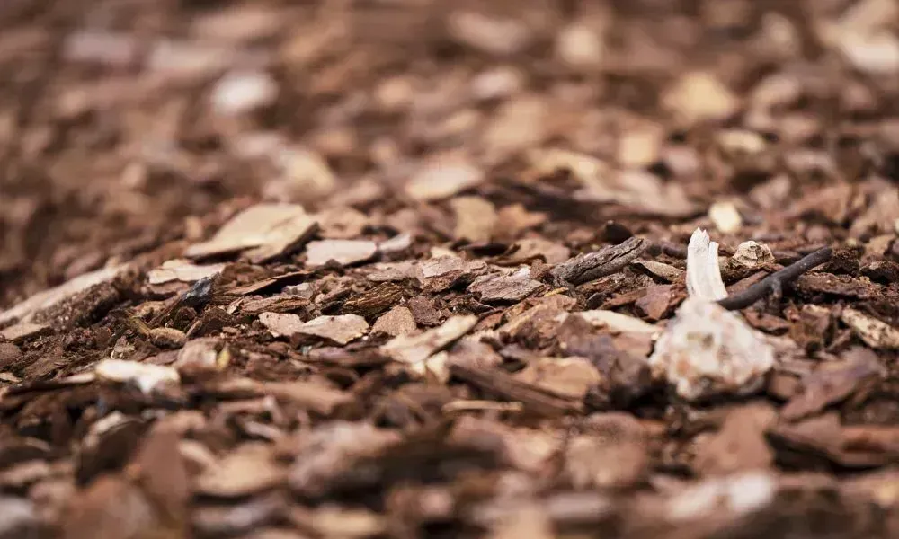 Closeup shot of a leaf mulch mostly of brown color with the image focal point in the middle area