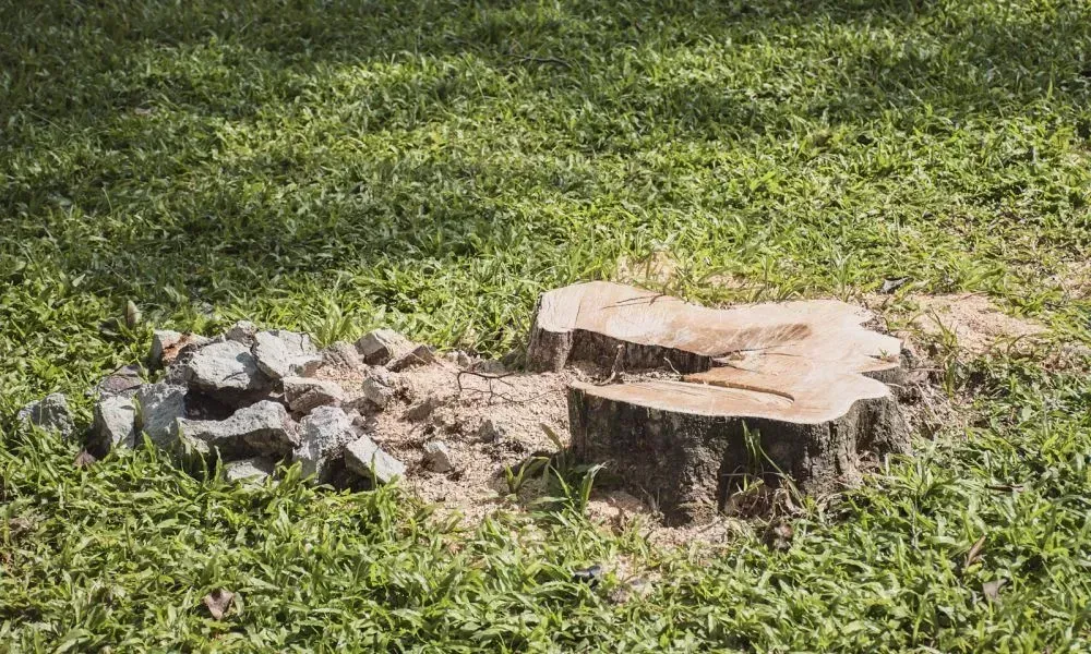Closeup shot of a tree stump surrounded by thick natural grass shining under the sunlight