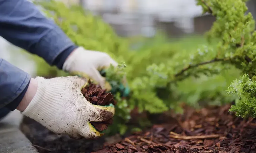 Closeup shot of human hands with gloves covering the topsoil with plant material for the mulch