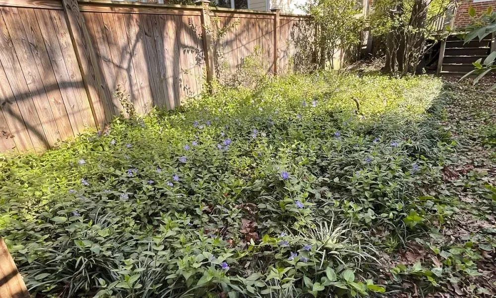 Lawn area densely populated with knee high plants with a house in the background showing the need