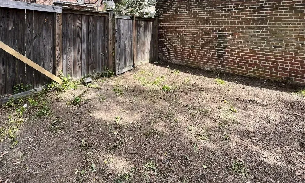 Lawn area with a boundary wall fully cleared and clean after brush cutting and underbrush removal
