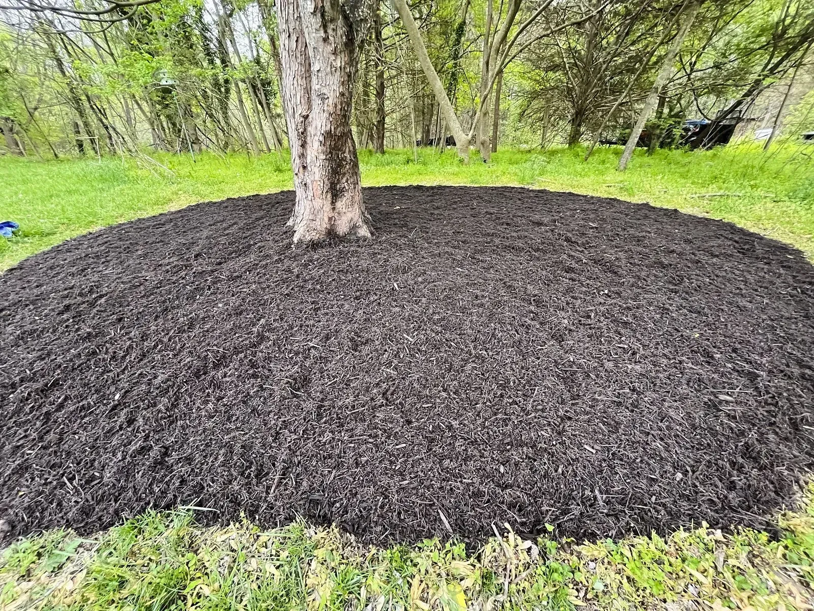 Mulch spreading around a tree within a massively big garden covered with green shiny grass