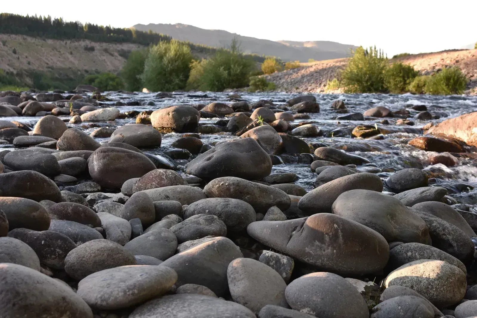 Can I Put River Rocks Around Trees? (Explained)