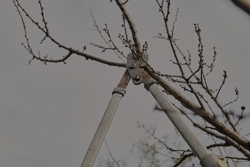Closeup Shot Of Long Shears Pruning Branches Of Seasoned Fruit Trees